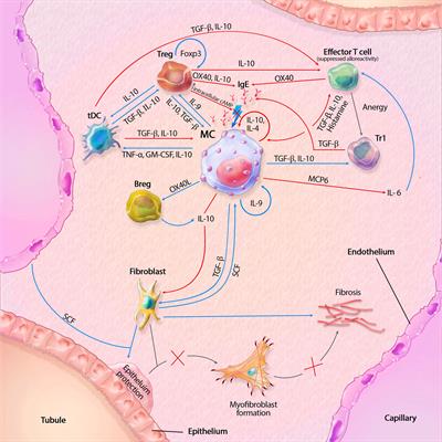 The mast cell: A Janus in kidney transplants